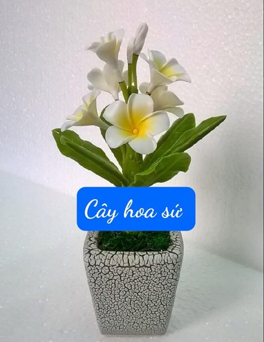 Cây Hoa Sứ