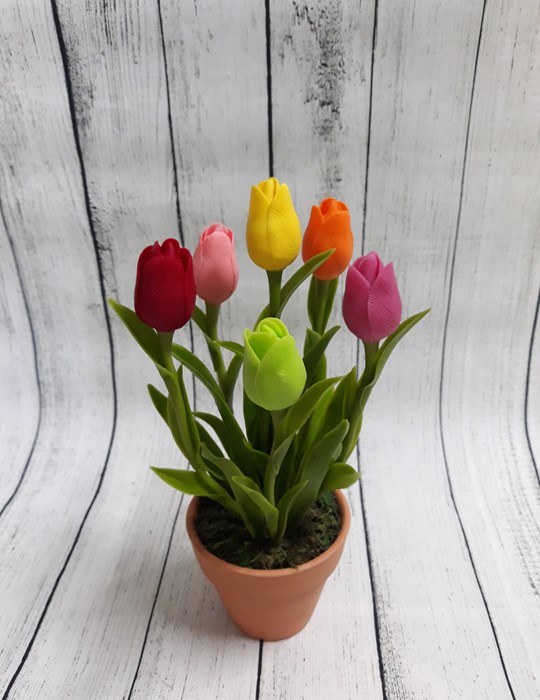 Cây Hoa Tulip