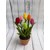 Cây Hoa Tulip