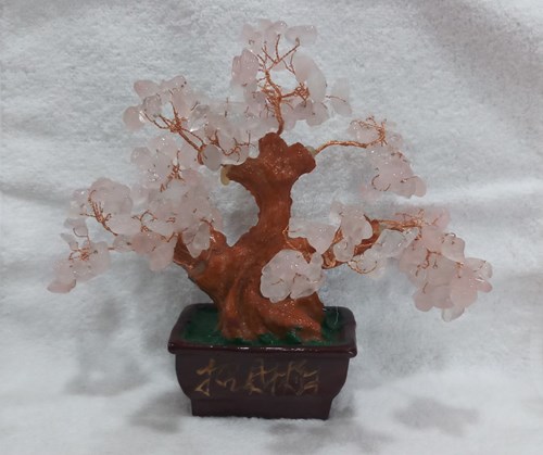 Cây tài lộc đế vuông N