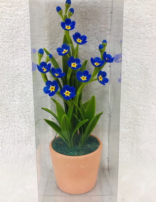 Hoa forget me not
