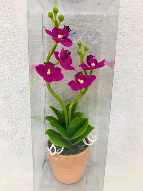 Lan Hồ Điệp tím 2