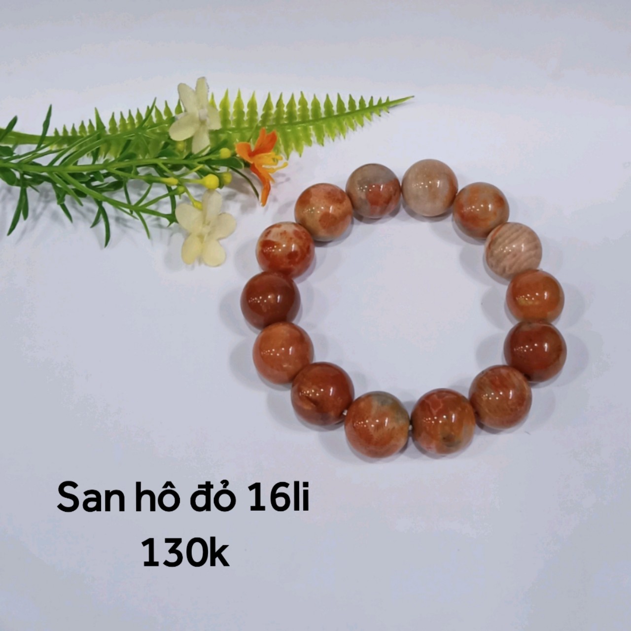 San Hô Đỏ 16li