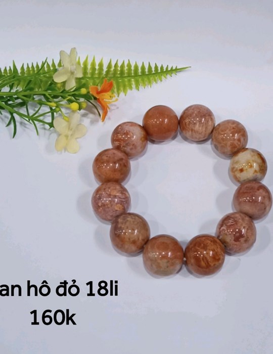 San Hô Đỏ 18li