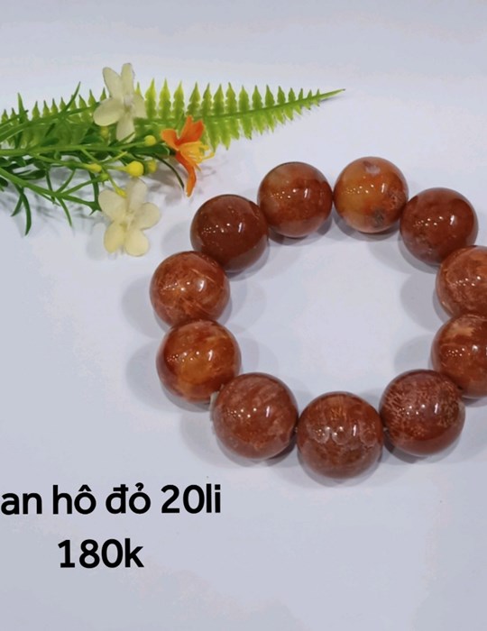 San Hô Đỏ 20li